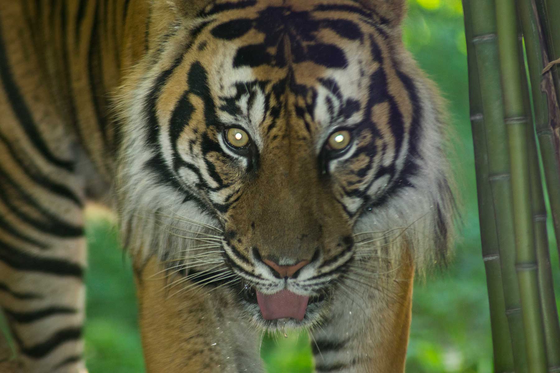 Bengal Tiger